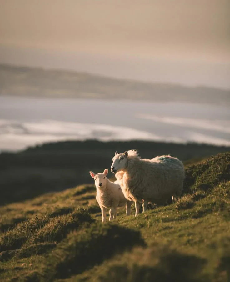 MEGA BLACK WEEKEND SALE